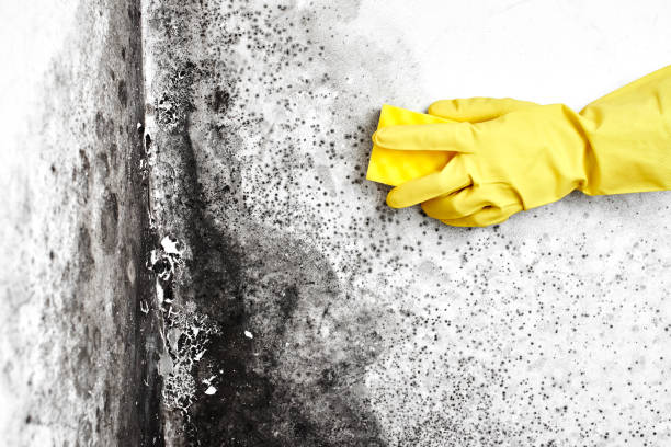 Best Crawl Space Mold Remediation in Crystal Lake, CT