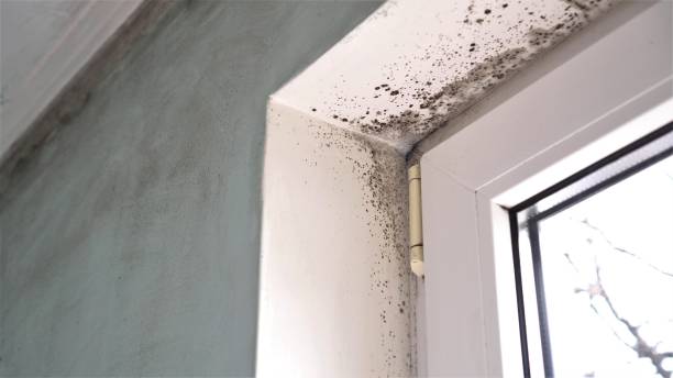 Reliable Crystal Lake, CT Mold Remediation Solutions