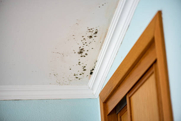Best Health and Safety Mold Remediation in Crystal Lake, CT