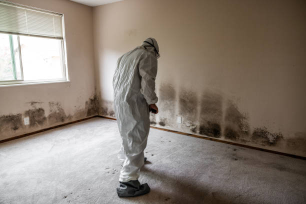 Best White Mold Remediation in Crystal Lake, CT