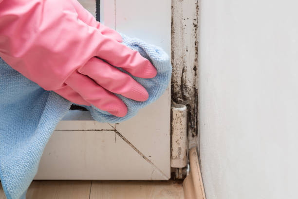 Best Attic Mold Remediation in Crystal Lake, CT